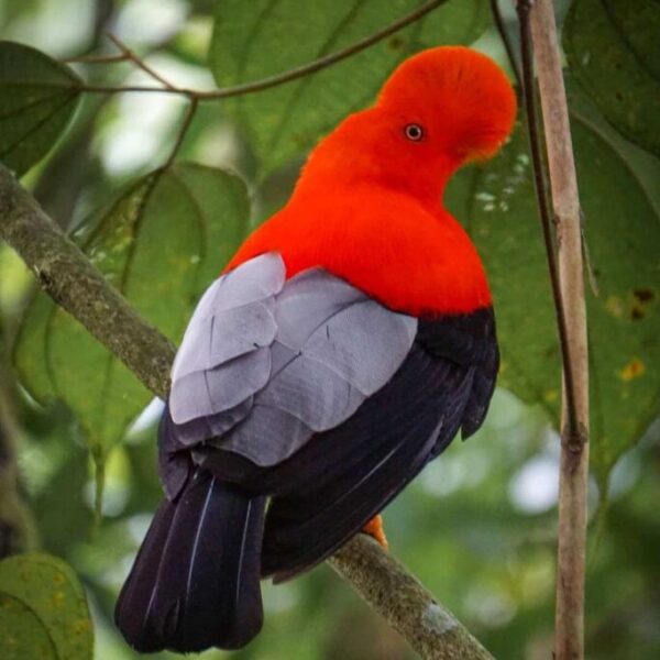 4 Days Andes Pueblo Explorer - Salamina - Támesis - Jericó - Santa Fe